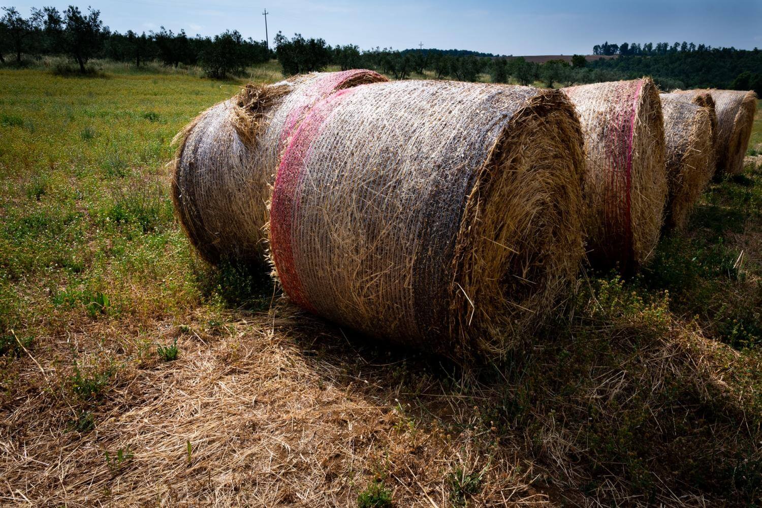 Хорошо высушенное сено пора складывать в стог. Сено. Заготовка сена в рулонах. Сено в Валках. Сено в рулонах на поле.