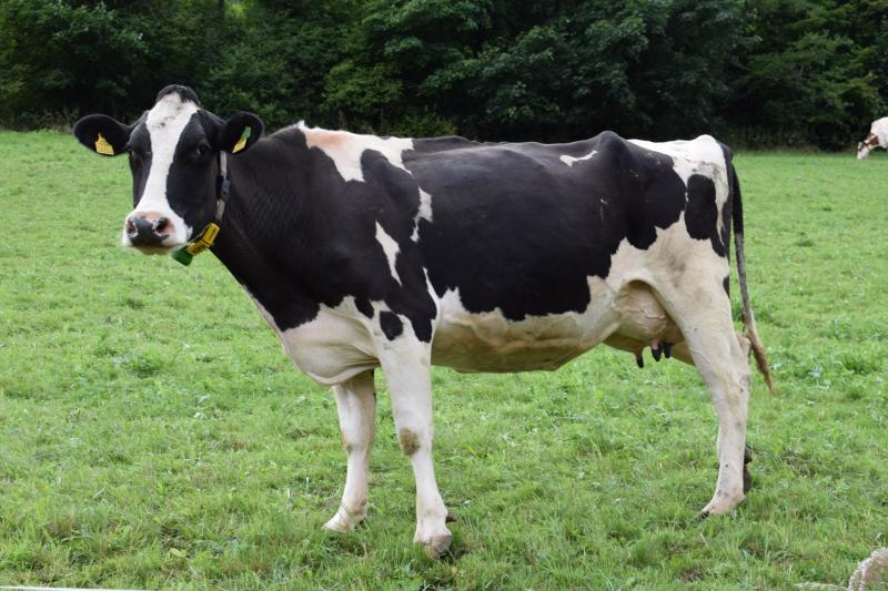 Лучшие молочные породы коров отечественной селекции