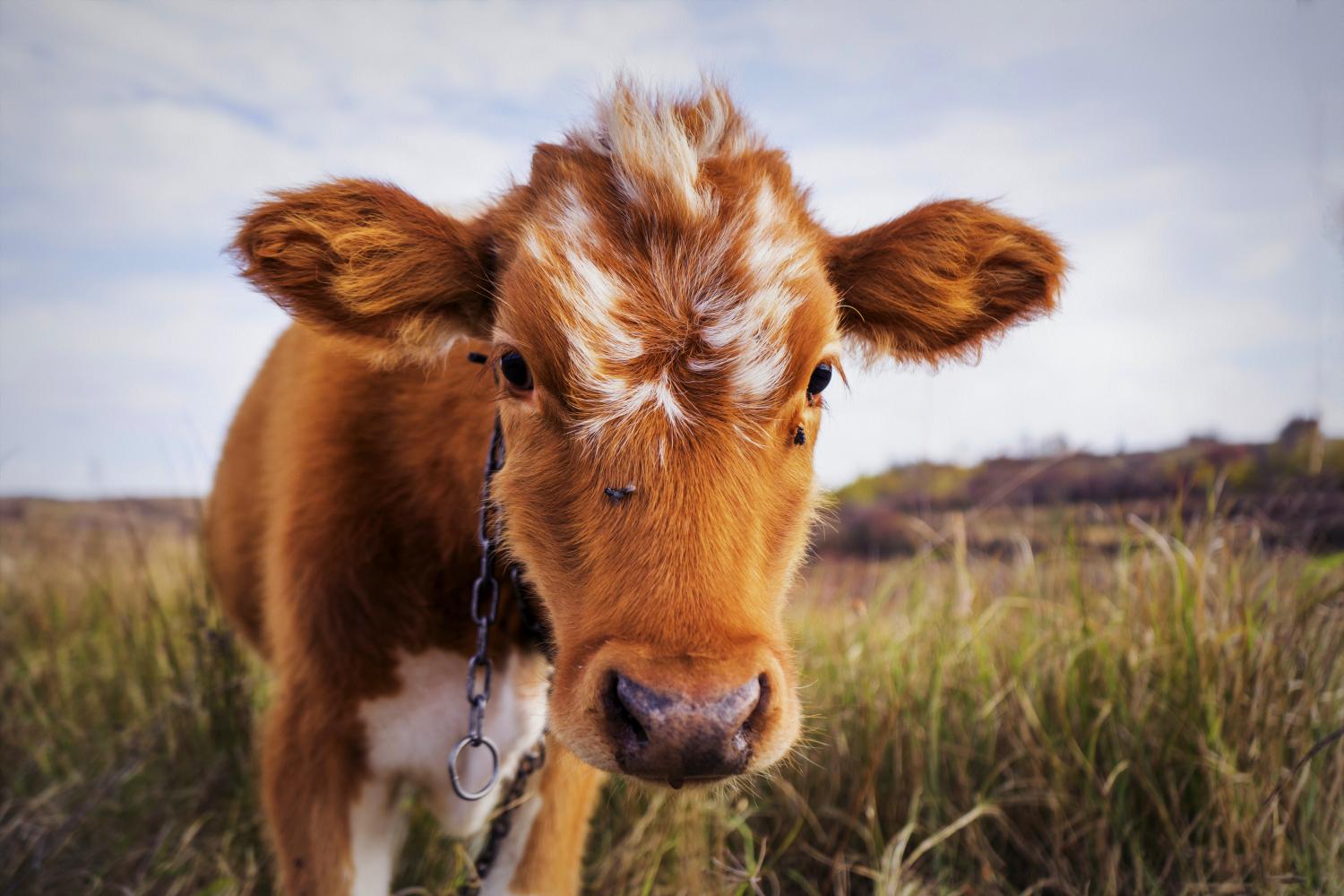 Бесплодие коров: причины, диагностика и лечение