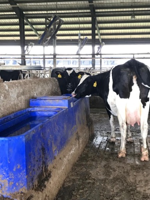 Автоматическая поилка TPT401K без крышки